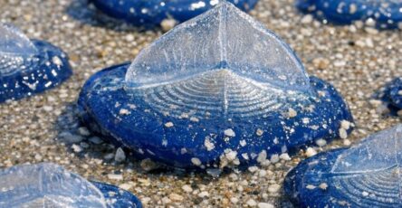 Found thousands of these translucent blue, plastic-looking ovals washed up on the beach today. They have a stiff fin on top and blue jelly underneath. Are they dangerous?