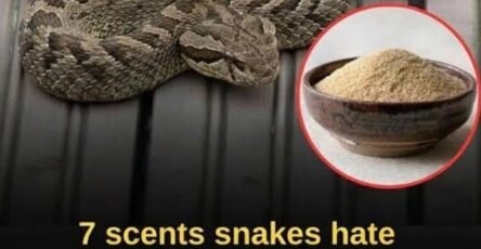 7 smells snakes hate and how to use them to keep these slithery visitors away from your home