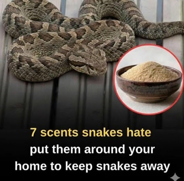 7 smells snakes hate and how to use them to keep these slithery visitors away from your home